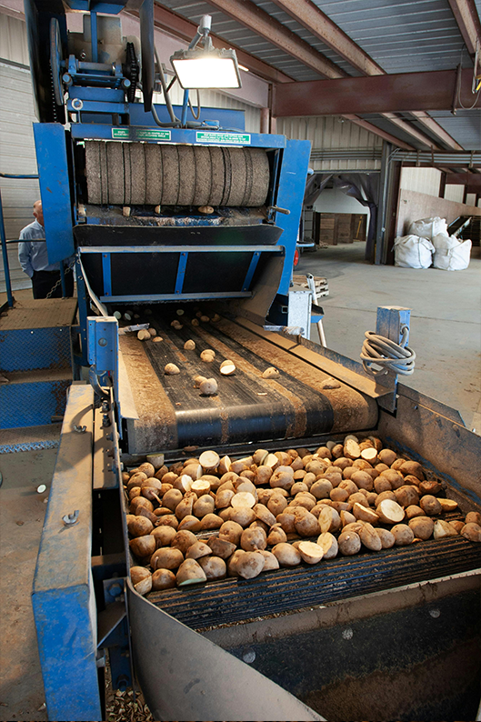 دراسة جدوى مصنع البطاطس النصف مقلية